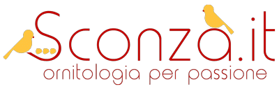 Sconza.it | Ornitologia per passione